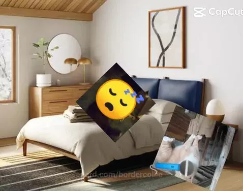 Siblings be like by bordercollie