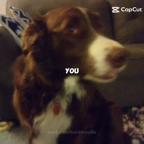 Does any of my followers want to nickname my dog by bordercollie