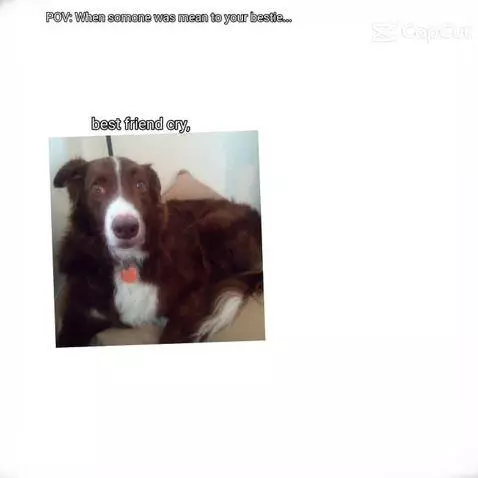 Video by bordercollie