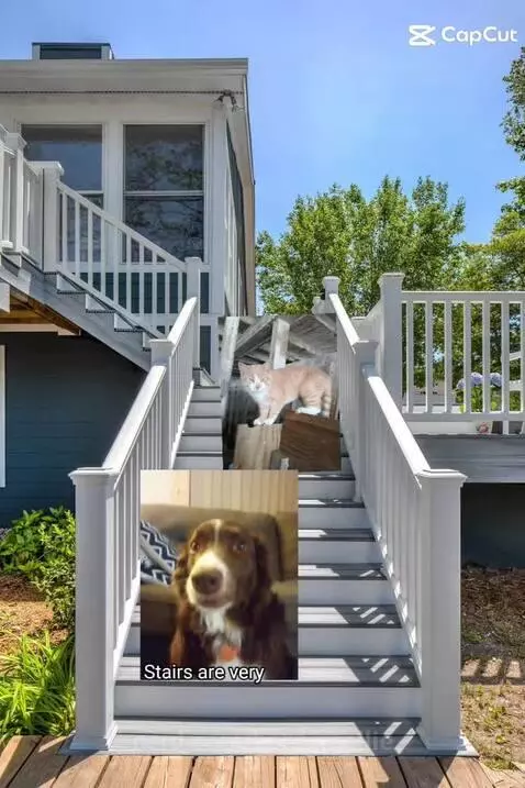 Video by bordercollie