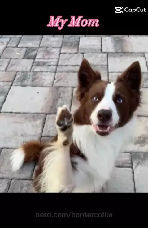Video by bordercollie
