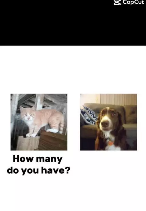 Video by bordercollie