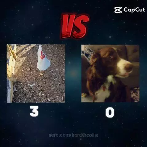 Video by bordercollie