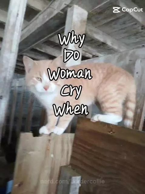 Tell me if you relate by bordercollie