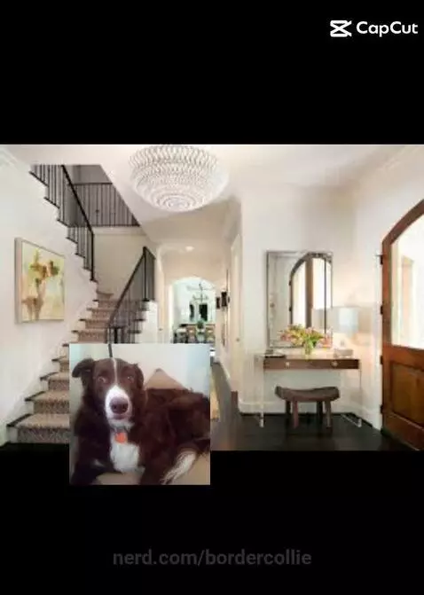 Video by bordercollie