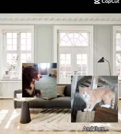 Video by bordercollie