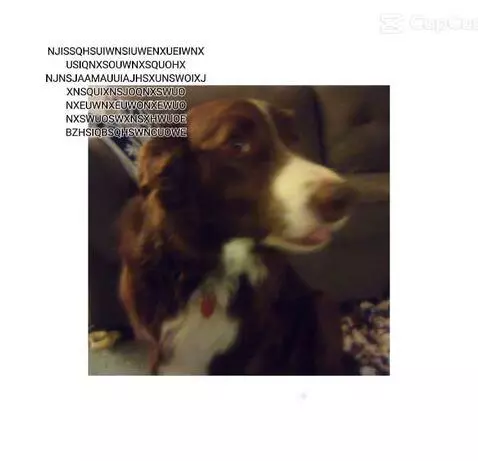 Video by bordercollie