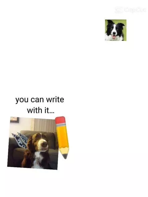 Video by bordercollie