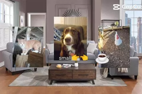 Video by bordercollie