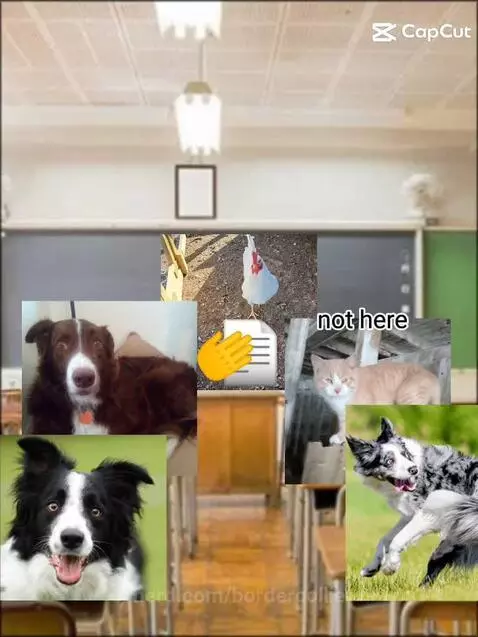 Video by bordercollie