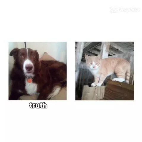 Video by bordercollie