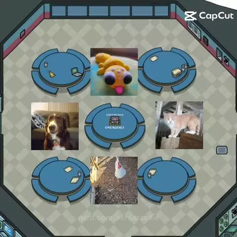 Video by bordercollie