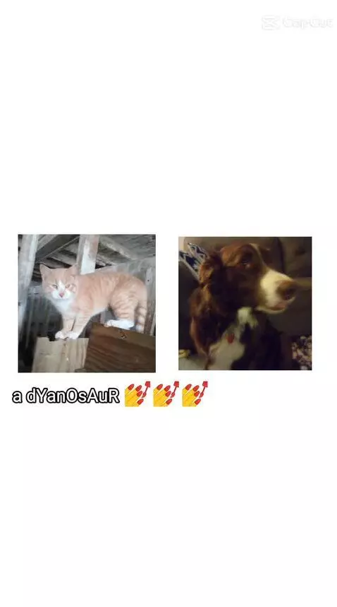 Video by bordercollie