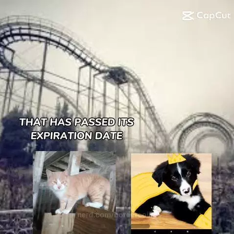 Video by bordercollie