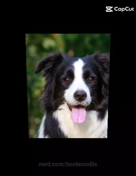 Sorry guys I haven't been posting lately but here's a border... by bordercollie