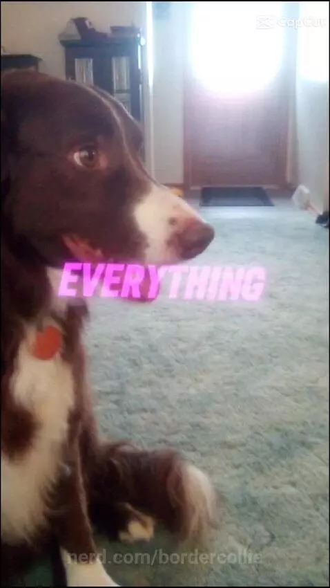 My dog by bordercollie