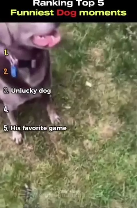 Funny dogs by imunhinged