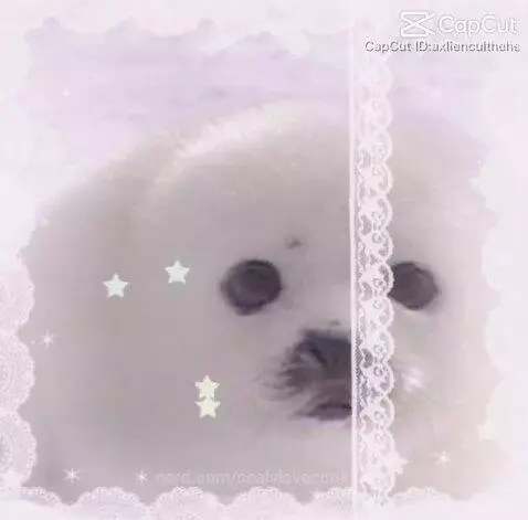 Not og vid credits to owner:3 by sealslovecookies