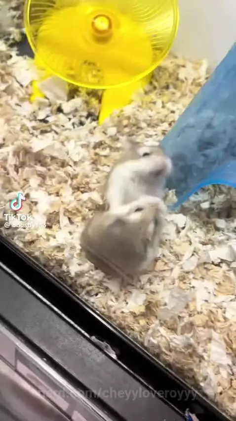 Video by cheyyloveroyyy