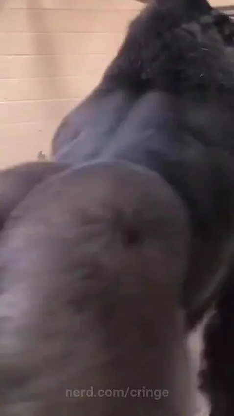 Video by cringe