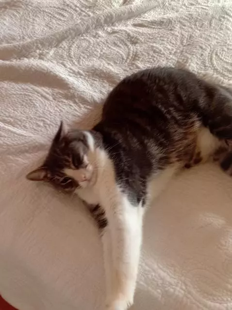 The cute cat by jummywummy