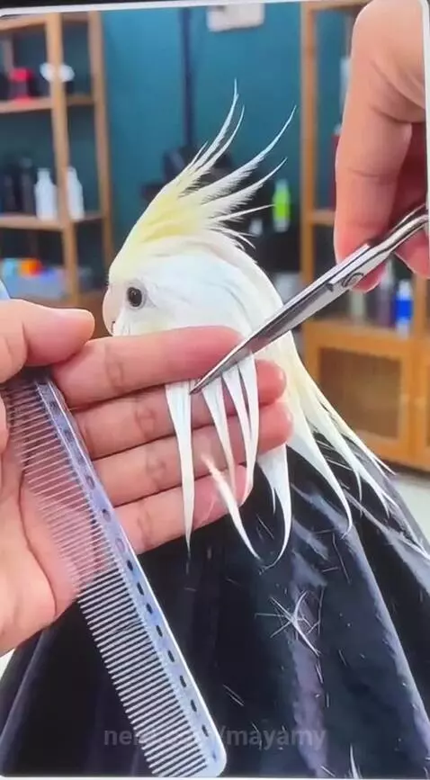 Bird hair cut by mayamy