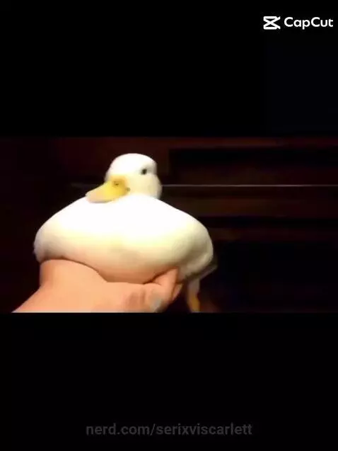 Video by serixviscarlett