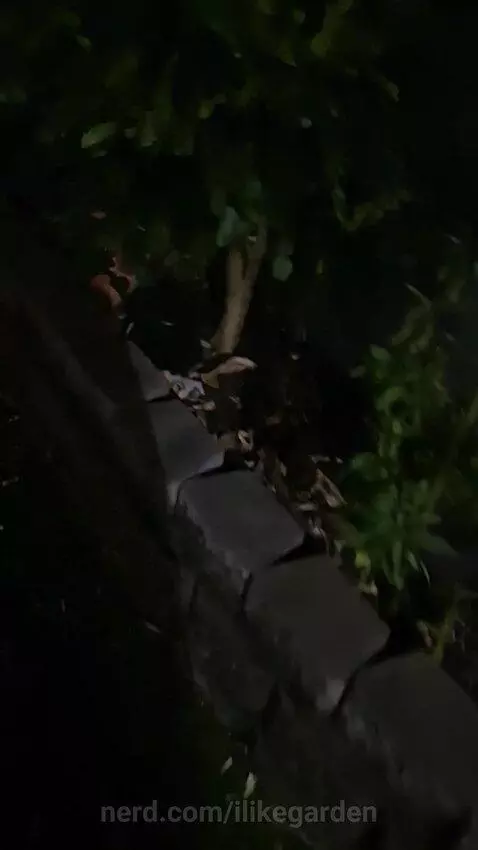 Lol plants by ilikegarden