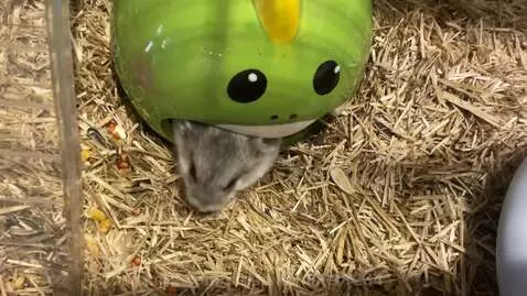 Pls like this is my first video hope u like hamsters like me... by sigmahamster1234