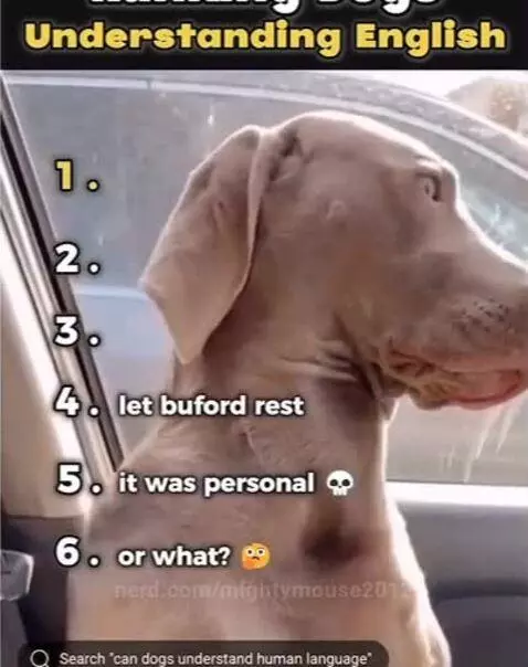 Funniest dog reactions by mightymouse2012