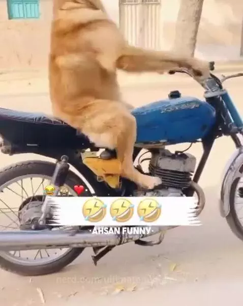 Funny dog by ultimatepageantry