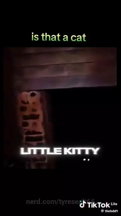 Is dat a cat by tyresealt66