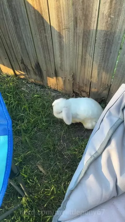 have u seen anything cuter????????🥰🥰🥰🥰🥰 by mylittlepony67