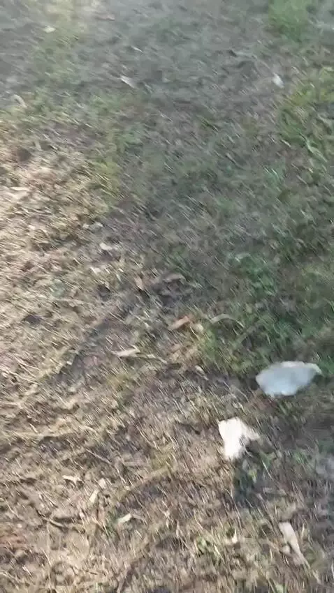 Saying hello to my dog Lucy by bigboylogan