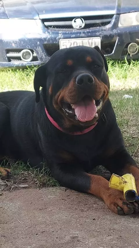 My dog is so cute by bigboylogan