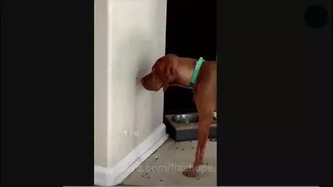 Video by liashope