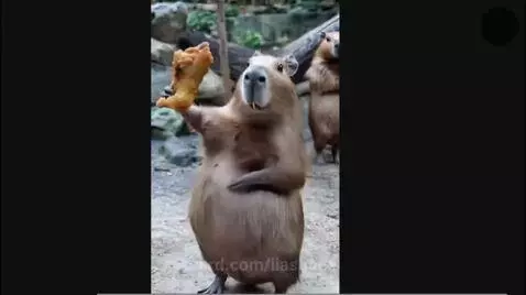 Video by liashope