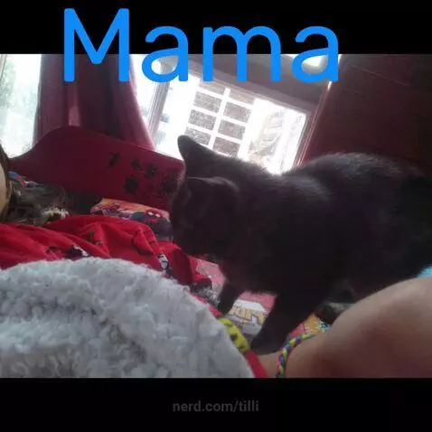 These are all my pets...and mama is pronounced muma by tilli