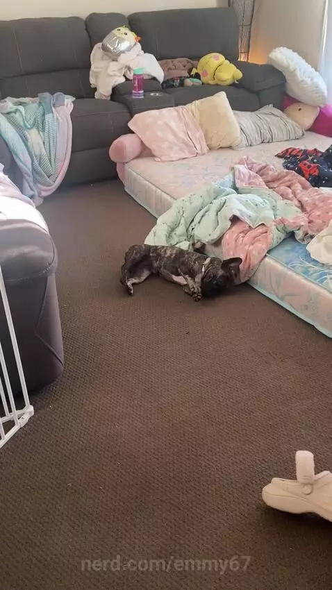 My dog gone crazy by emmy67