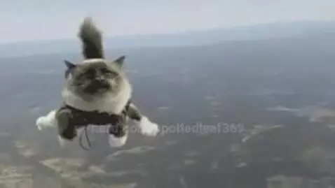 random video I found by spottedleaf369