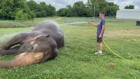 Washing an elephant at the Endangered Ark Foundation in Hugo... by ballerdemon23