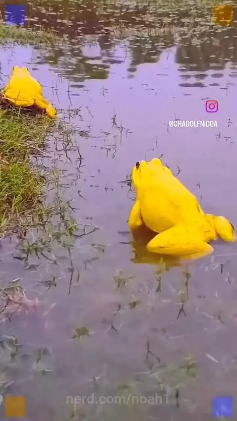 Video by noah1
