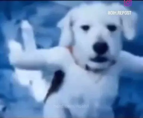 Video by noah1