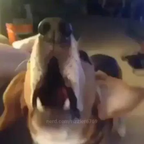 dog by rizzler6769