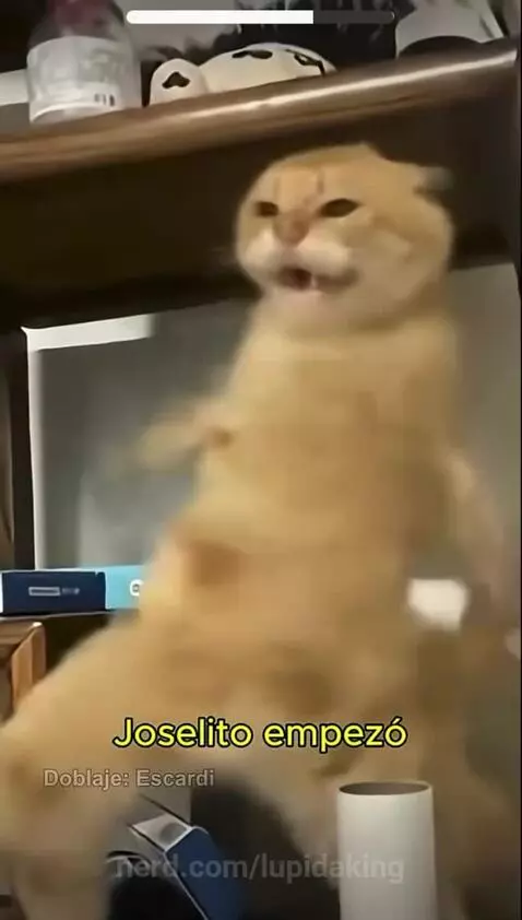 Video by lupidaking