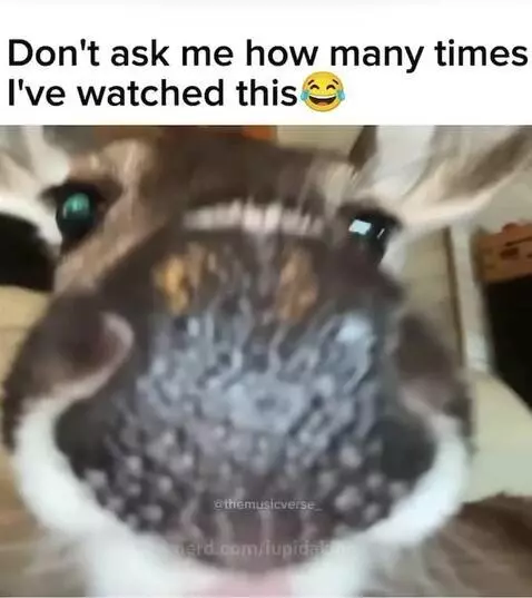 Video by lupidaking