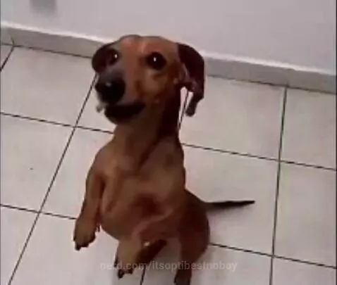 Dog eats lemon 🤣 by itsoptibestnoboy