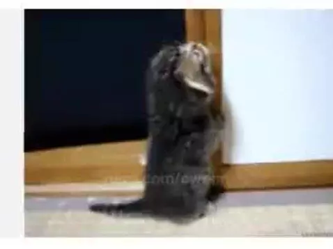 Video by owenn