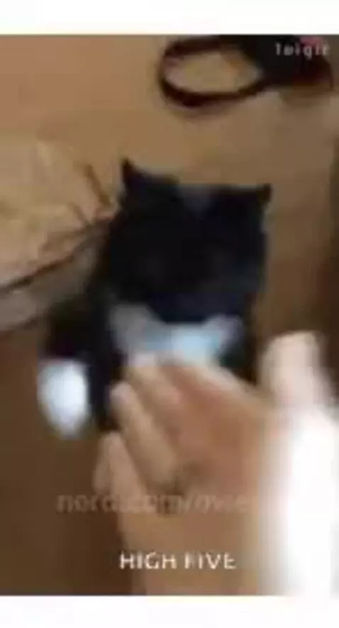 Video by owenn