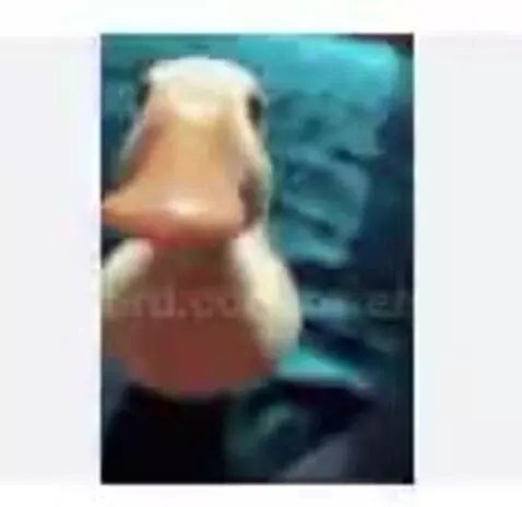 duck falling by owenn